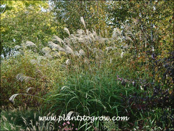 This plant is approaching 8 feet tall.